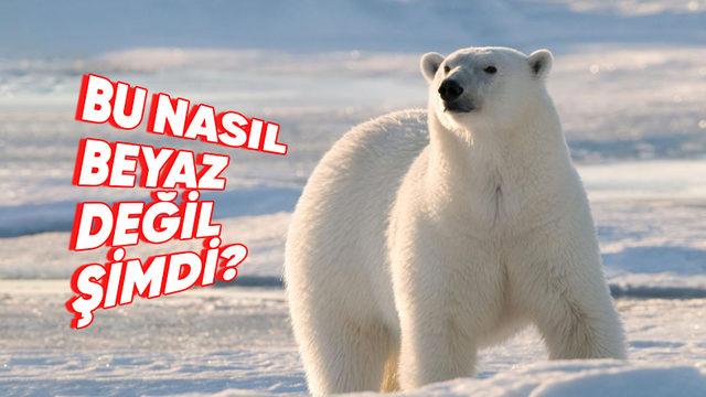 Kutup Ayılarının Derisinin Beyaz Değil de Aslında Siyah Olduğunu Söylesek! İyi de Nasıl?