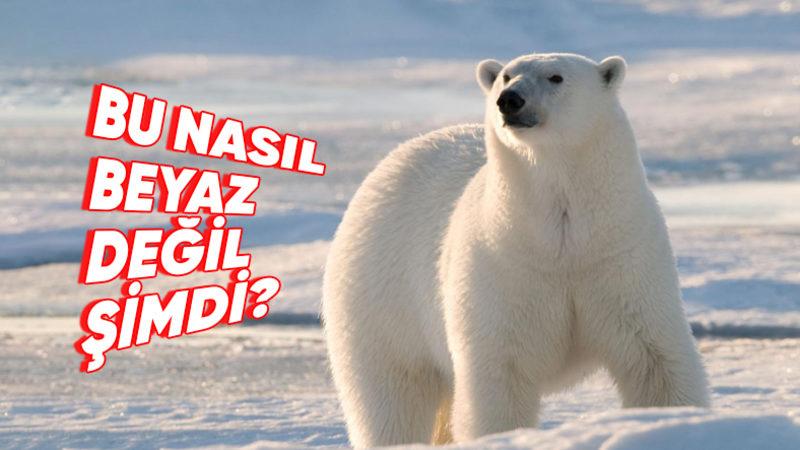 Kutup Ayılarının Derisinin Beyaz Değil de Aslında Siyah Olduğunu Söylesek! İyi de Nasıl?