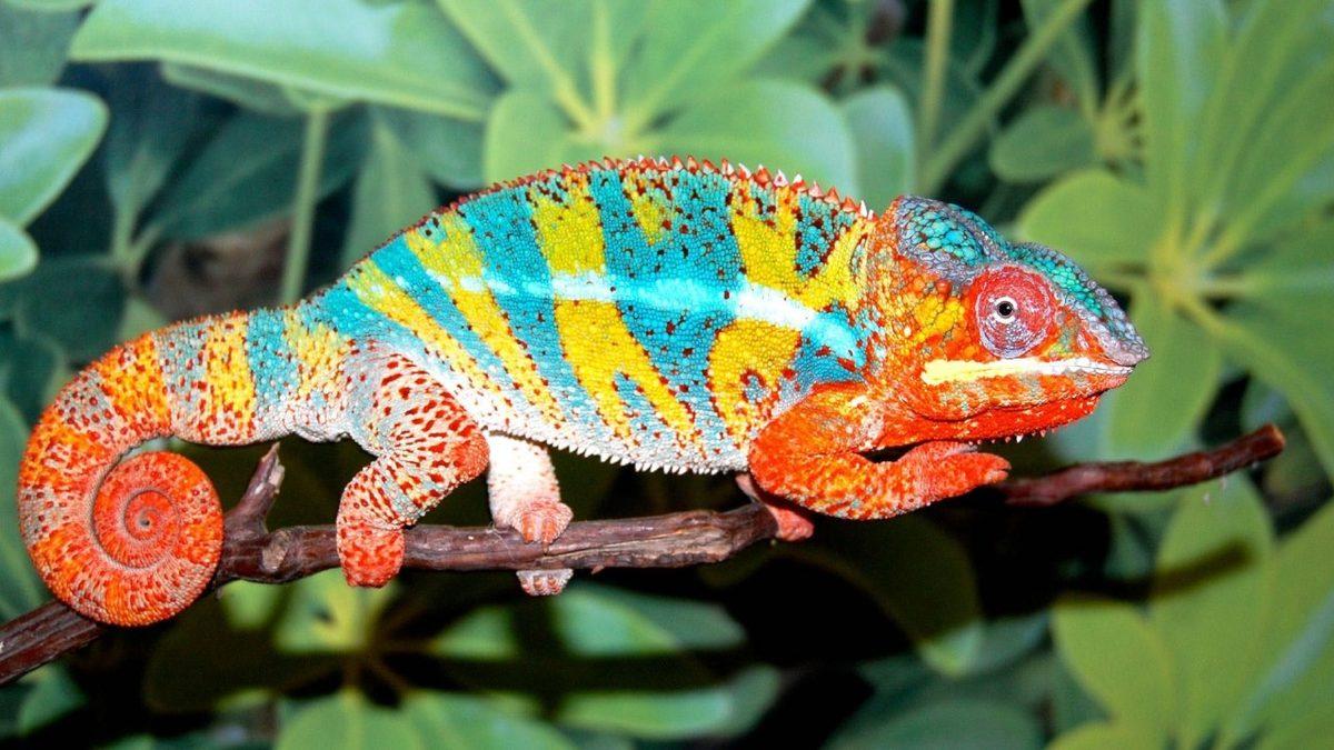 Bukalemunların Renk Değiştirmesinin Arkasında Nasıl Bir Yetenek Var?