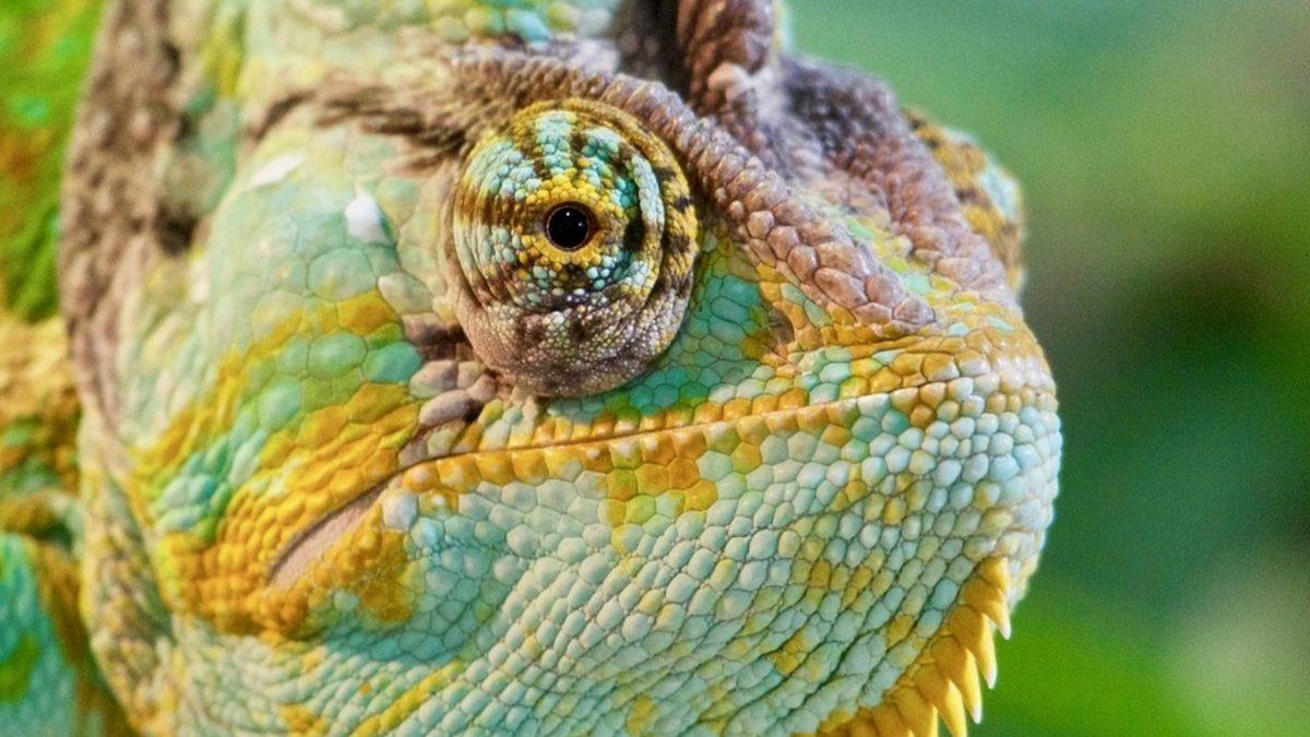 Bukalemunların Renk Değiştirmesinin Arkasında Nasıl Bir Yetenek Var?