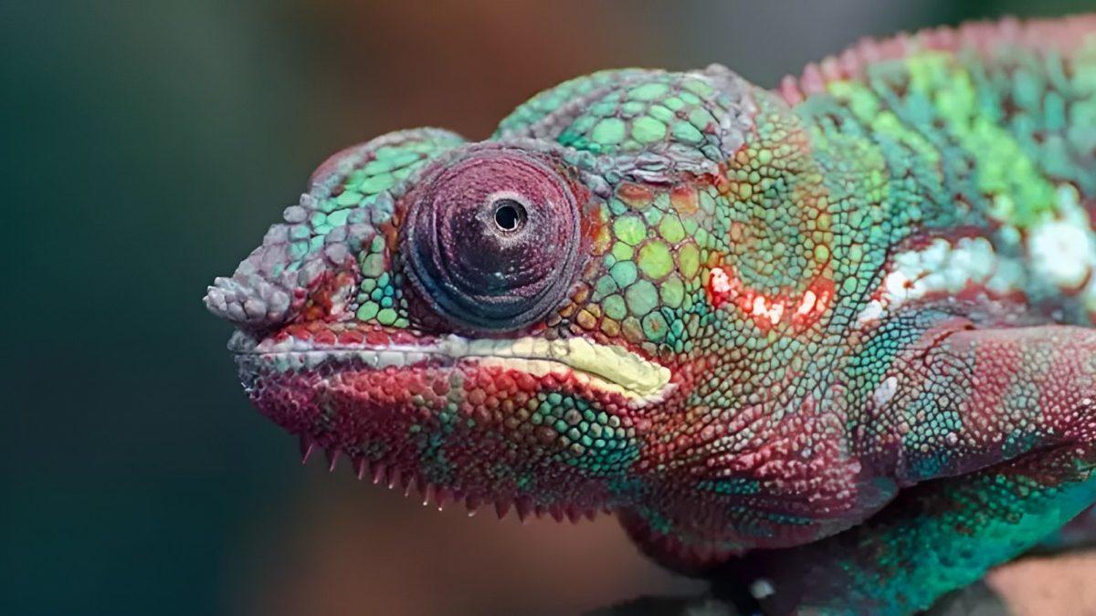 Bukalemunların Renk Değiştirmesinin Arkasında Nasıl Bir Yetenek Var?