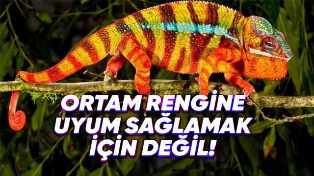 Bukalemunların Renk Değiştirmesinin Arkasında Nasıl Bir Yetenek Var?