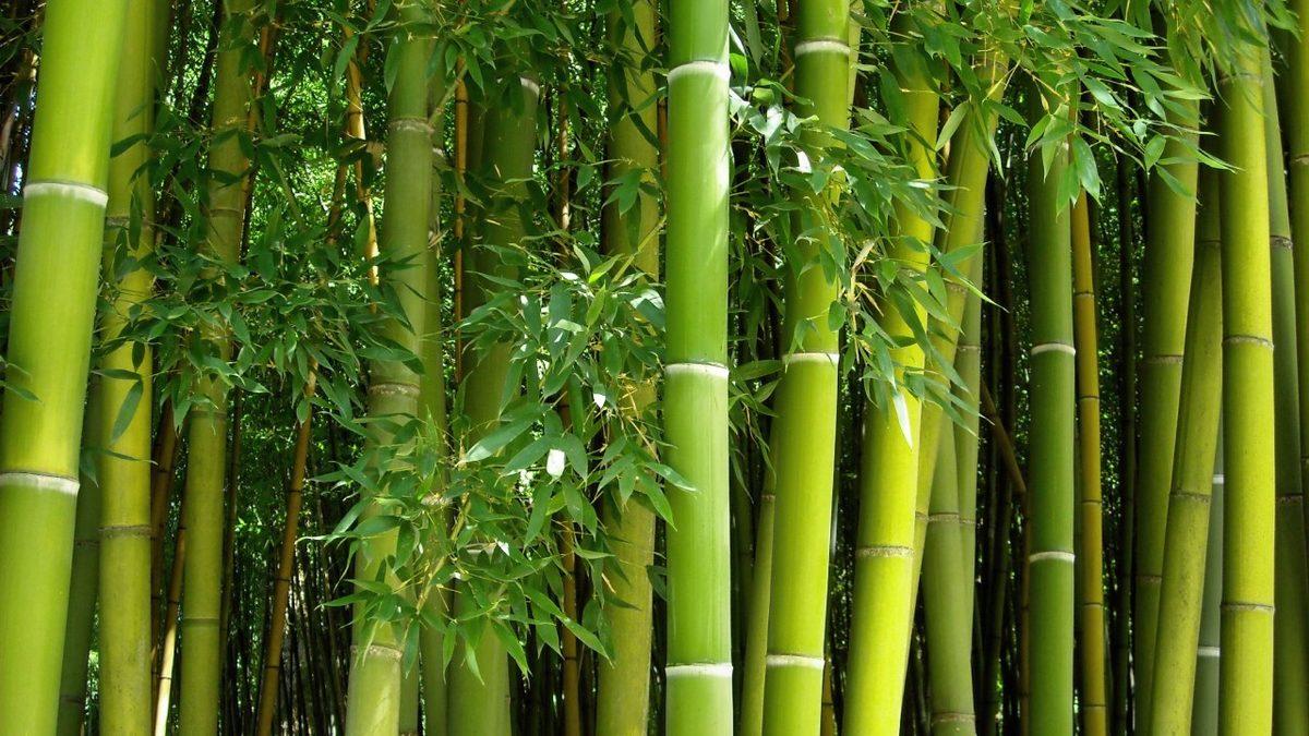 Dünyanın En Hızlı Büyüyen Bitkisi Hangisi? 10 Katlı Bir Bina Boyuna Ulaşabiliyor!