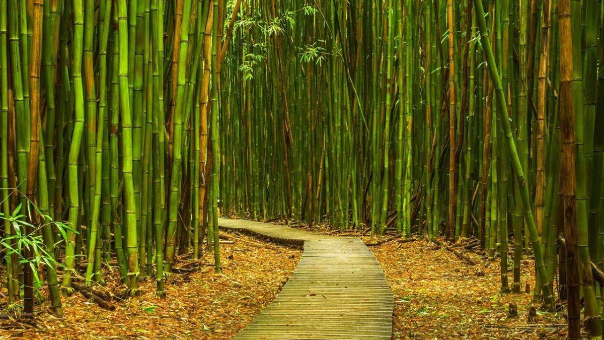 Dünyanın En Hızlı Büyüyen Bitkisi Hangisi? 10 Katlı Bir Bina Boyuna Ulaşabiliyor!