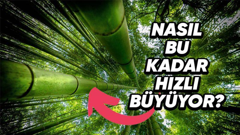 Dünyanın En Hızlı Büyüyen Bitkisi Hangisi? 10 Katlı Bir Bina Boyuna Ulaşabiliyor!