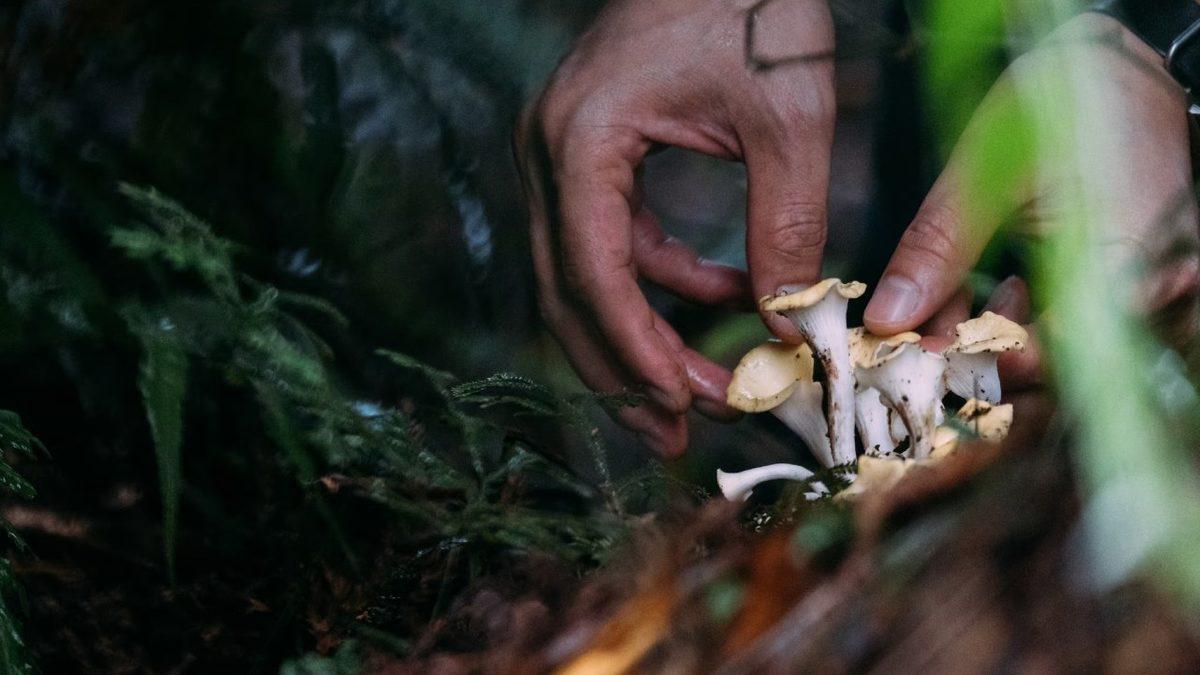 Bilim İnsanları Neden Uzayda Mantar Yetiştirmek İstiyor, Mantarın Sırrı Ne?