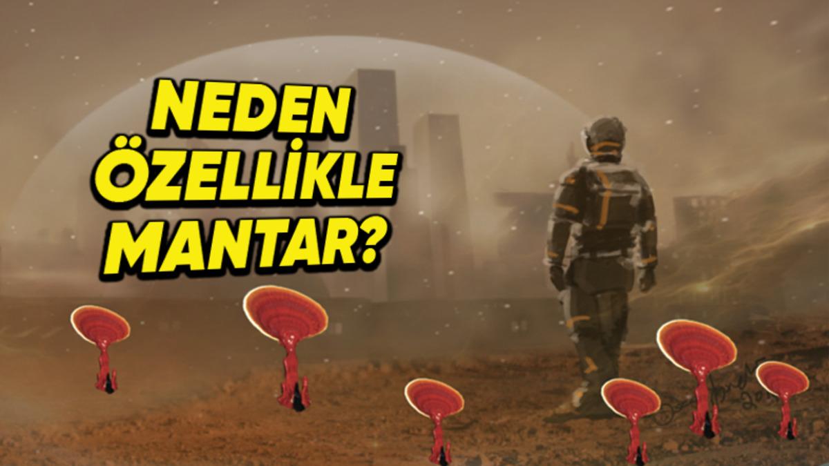 Bilim İnsanları Neden Uzayda Mantar Yetiştirmek İstiyor, Mantarın Sırrı Ne?