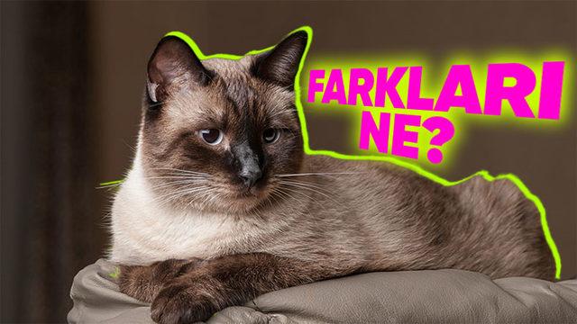 Normal Kedilerin Aksine Siyam Kedilerinin Renkleri Nasıl Oluyor da Sabit Kalmadan Değişebiliyor?