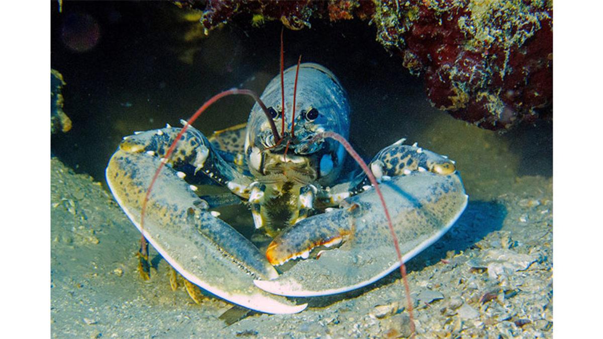 Normalde Kırmızı Olan Kanın Istakozlarda Mavi Olmasının Sizi Çok Şaşırtacak Sebebi