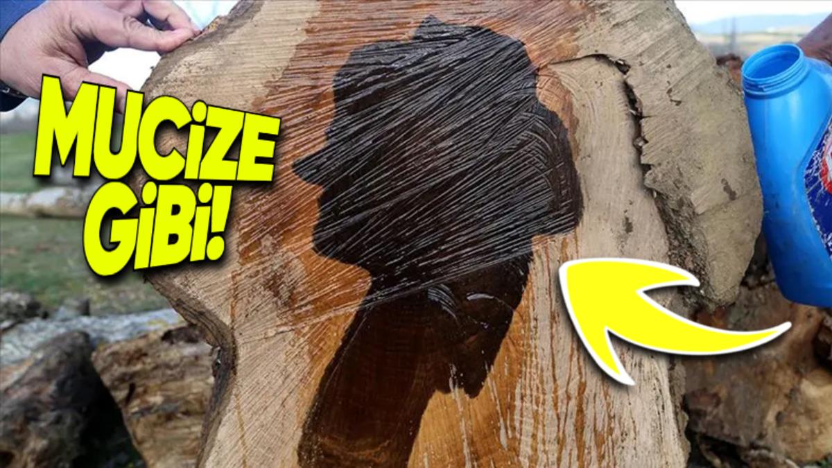 Ceviz Ağaçları Kesildiğinde Nasıl Oluyor da Gövdelerinde Tuhaf bir Şekilde İnsan, Hayvan Gibi Figürler Ortaya Çıkıyor?