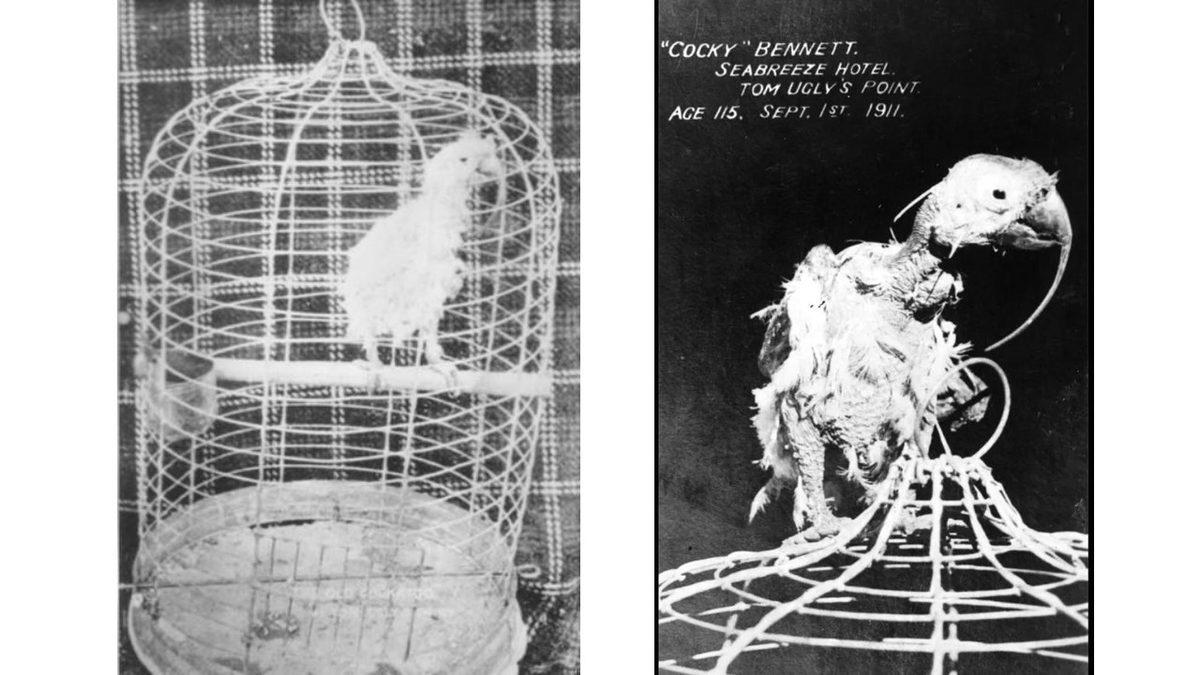 120 Yaşına Kadar Yaşayan Dünyanın En Yaşlı Papağanı: Cocky Bennett