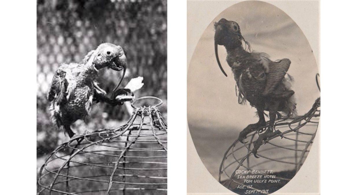 120 Yaşına Kadar Yaşayan Dünyanın En Yaşlı Papağanı: Cocky Bennett