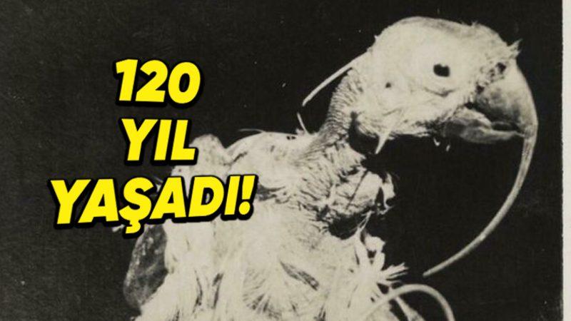 120 Yaşına Kadar Yaşayan Dünyanın En Yaşlı Papağanı: Cocky Bennett