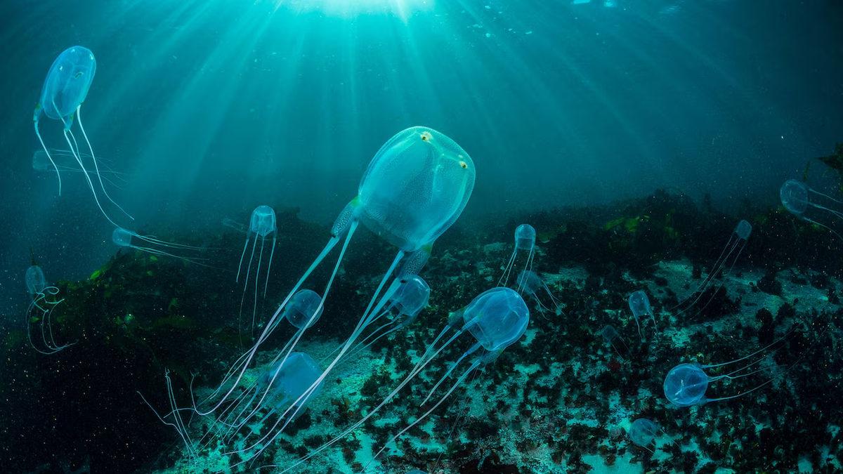 Denizanalarının Beyni ve Kalbi Yoksa Nasıl Hayatta Kalıyorlar?