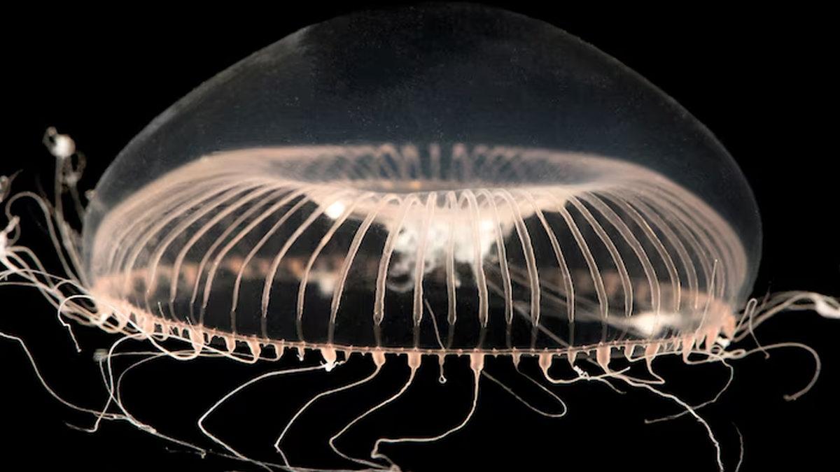 Denizanalarının Beyni ve Kalbi Yoksa Nasıl Hayatta Kalıyorlar?