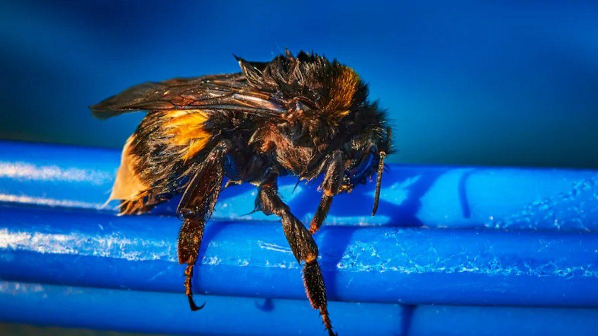 Bilim İnsanları, Bazı Arıların Su Altında Kış Uykusuna Yatabildiğini Tesadüfen Nasıl Keşfetti?