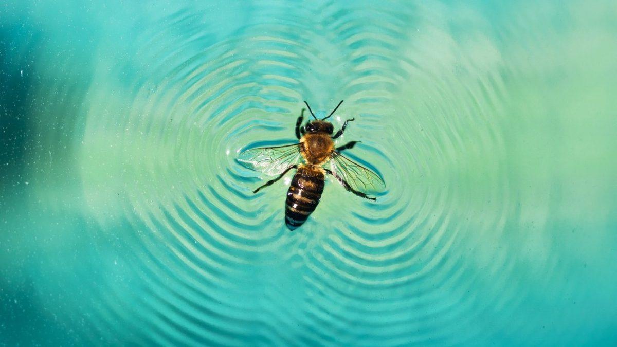 Bilim İnsanları, Bazı Arıların Su Altında Kış Uykusuna Yatabildiğini Tesadüfen Nasıl Keşfetti?