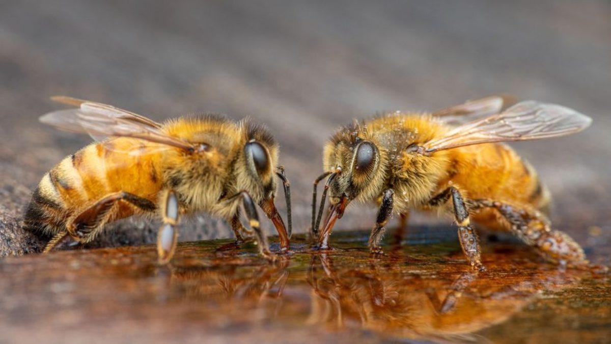 Bilim İnsanları, Bazı Arıların Su Altında Kış Uykusuna Yatabildiğini Tesadüfen Nasıl Keşfetti?