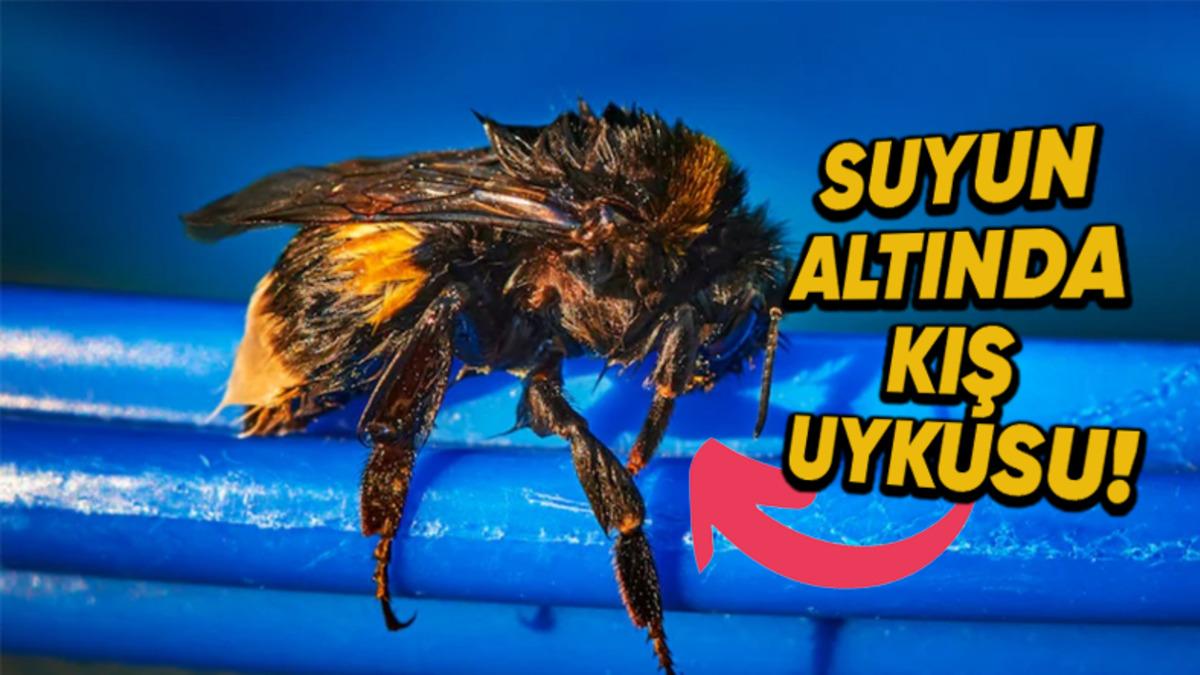 Bilim İnsanları, Bazı Arıların Su Altında Kış Uykusuna Yatabildiğini Tesadüfen Nasıl Keşfetti?