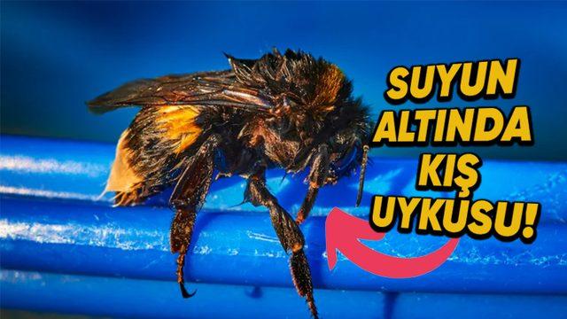 Bilim İnsanları, Bazı Arıların Su Altında Kış Uykusuna Yatabildiğini Tesadüfen Nasıl Keşfetti?