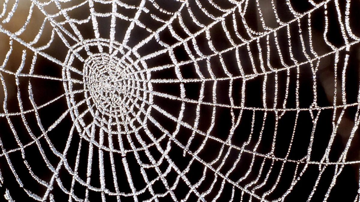 Örümcek Ağları Nasıl Oluyor da Çelikten Bile 5 Kat Daha Güçlü Oluyor?