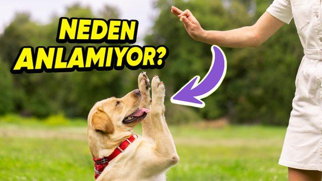 Köpekler Oldukça Basit Bir Komutu Anlamakta veya İşaret Ettiğimiz Bir Nesneye Yönelmekte Neden Bu Kadar Zorlanırlar?