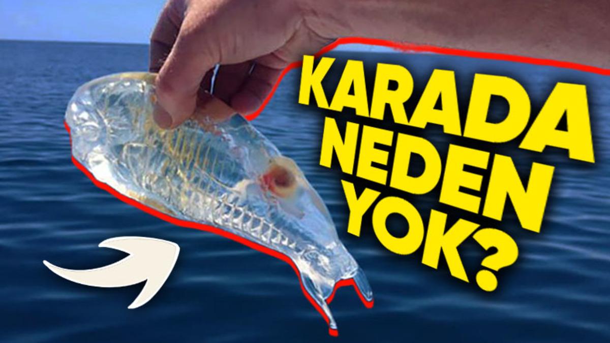Denizlerde Adım Başı Şeffaf Canlılar Varken Karada Neden Bir Tane Bile Yok?