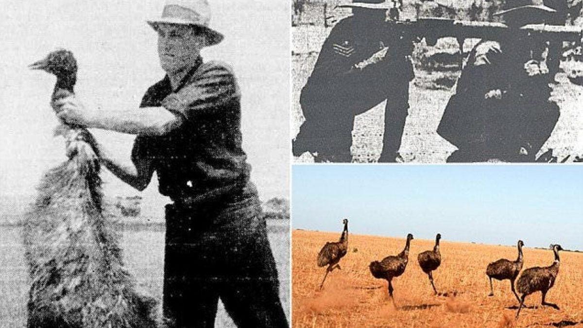 Tam 92 Yıl Önce Avustralya’nın Emu Kuşlarına Açtığı Savaşın İlginç Hikâyesi