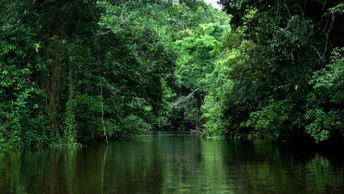 Brezilya’da Ormanlar, Küresel Isınma Yüzünden Tepelere Göç Etti (Ne?)
