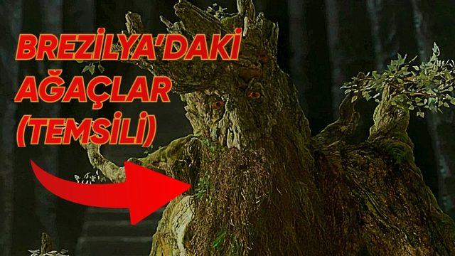 Brezilya’da Ormanlar, Küresel Isınma Yüzünden Tepelere Göç Etti (Ne?)