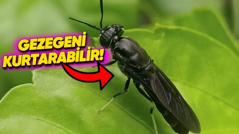 Dünyayı Kurtarmak İçin Son Umudumuz Sinekler: Genetiğini Değiştirip İnsan Atıklarını Yedirecekler!