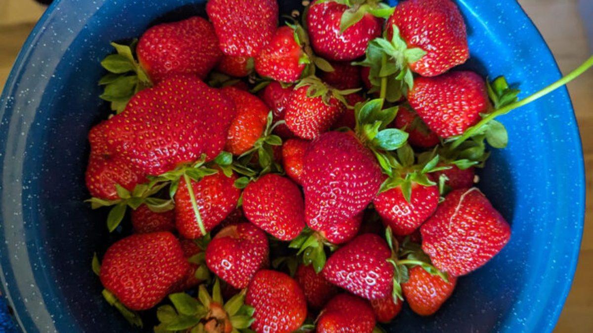 Patlıcan Bile Bir Meyve Olarak Kabul Edilirken Çilek Neden Değildir?