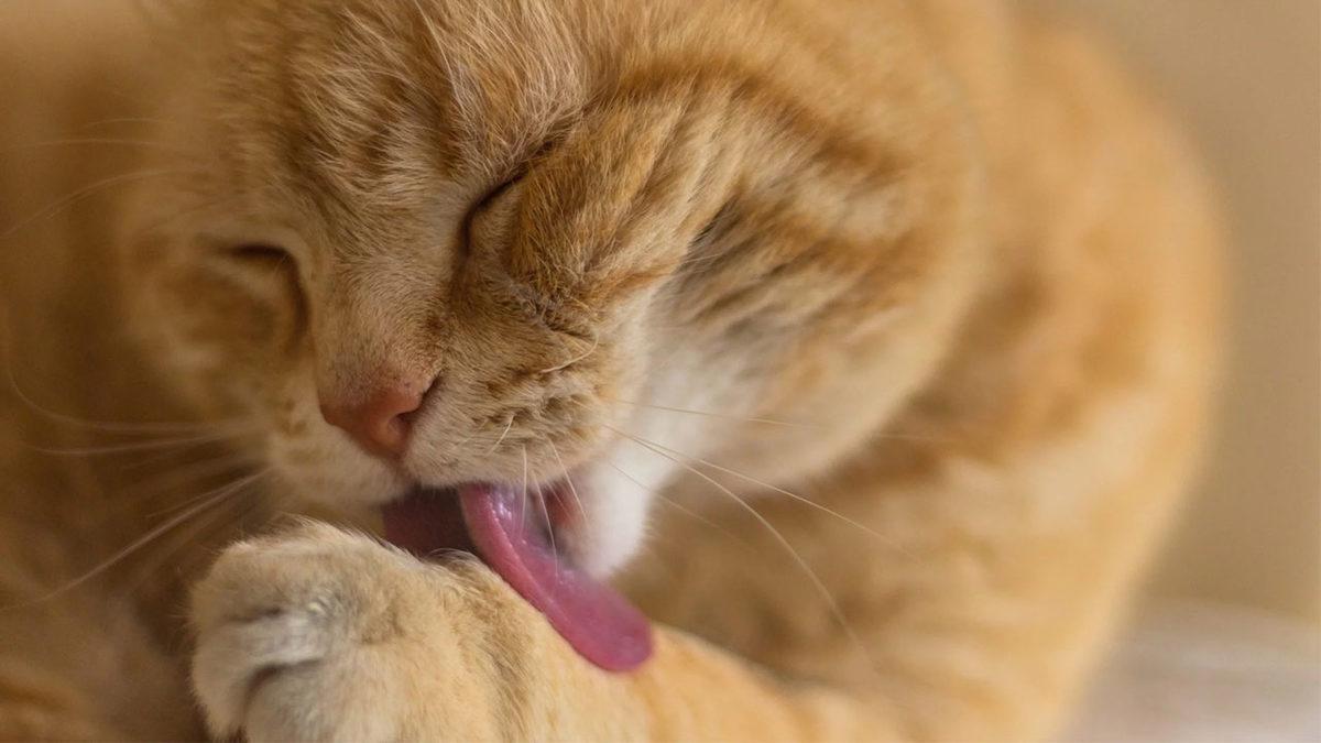 Kedilerin Dillerinde Neden Bu Minik Dikensi Yapılar Var?