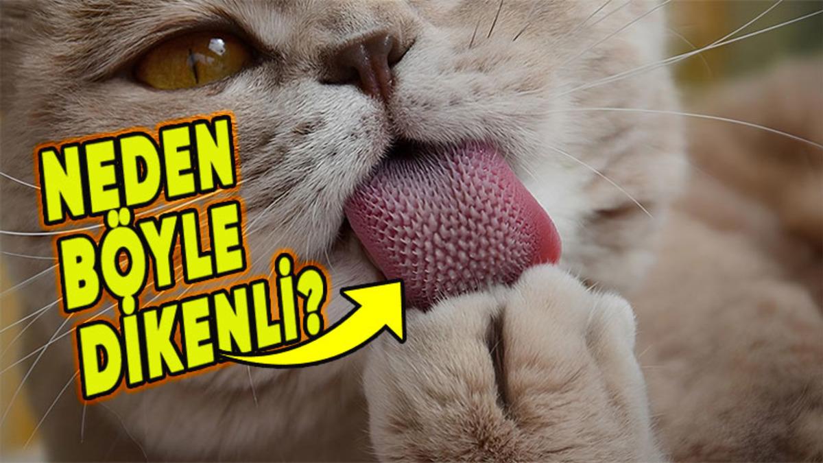 Kedilerin Dillerinde Neden Bu Minik Dikensi Yapılar Var?