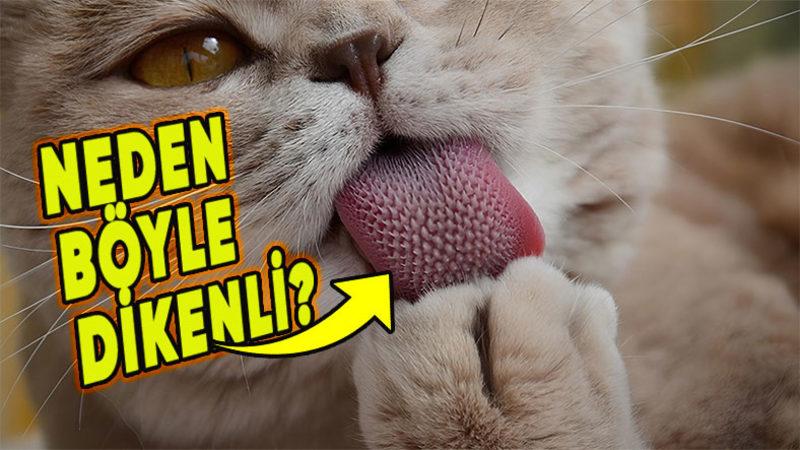 Kedilerin Dillerinde Neden Bu Minik Dikensi Yapılar Var?