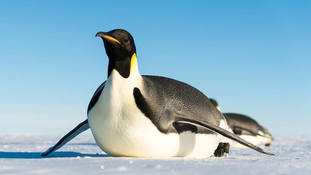 Beyin Donduran Soğukluktaki Antarktika’da Penguenler Nasıl Oluyor da Isınmayı Başararak Hayatta Kalıyor?