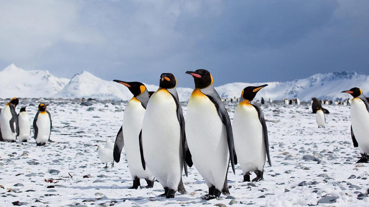 Beyin Donduran Soğukluktaki Antarktika’da Penguenler Nasıl Oluyor da Isınmayı Başararak Hayatta Kalıyor?