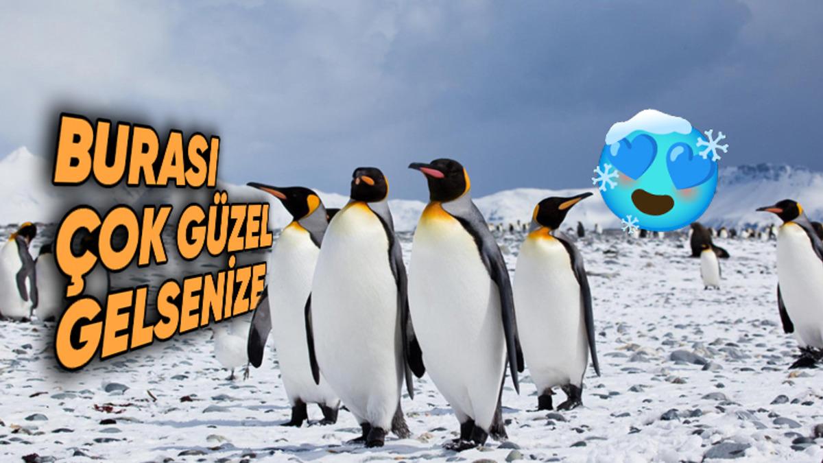 Beyin Donduran Soğukluktaki Antarktika’da Penguenler Nasıl Oluyor da Isınmayı Başararak Hayatta Kalıyor?