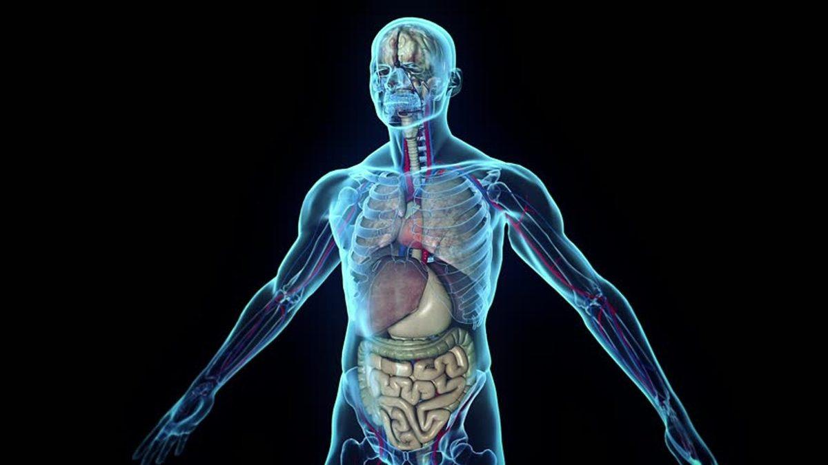 Vücudumuz Dıştan Simetrikken İç Organlarımız Neden Asimetrik? Sonradan Oluyormuş!