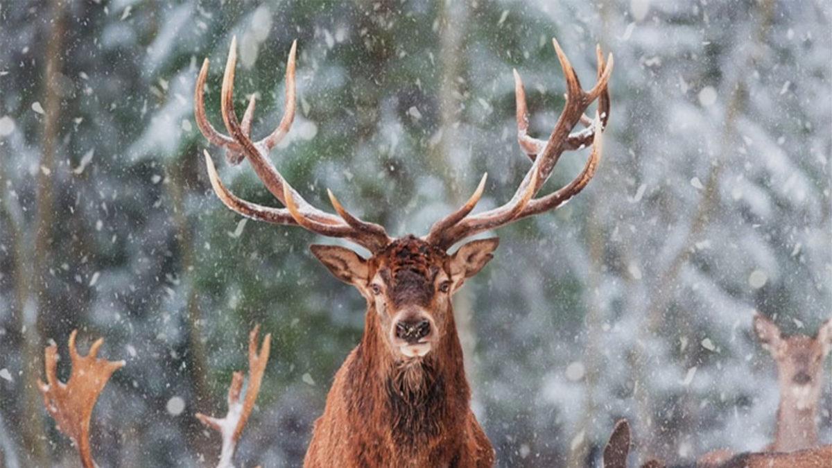 Ren Geyiklerinin Gözlerinin Morötesi Işığı Algılamasının Çok Şaşırtıcı Sebebi: Kışın Bu Yüzden Gözleri Maviye Dönüyor!