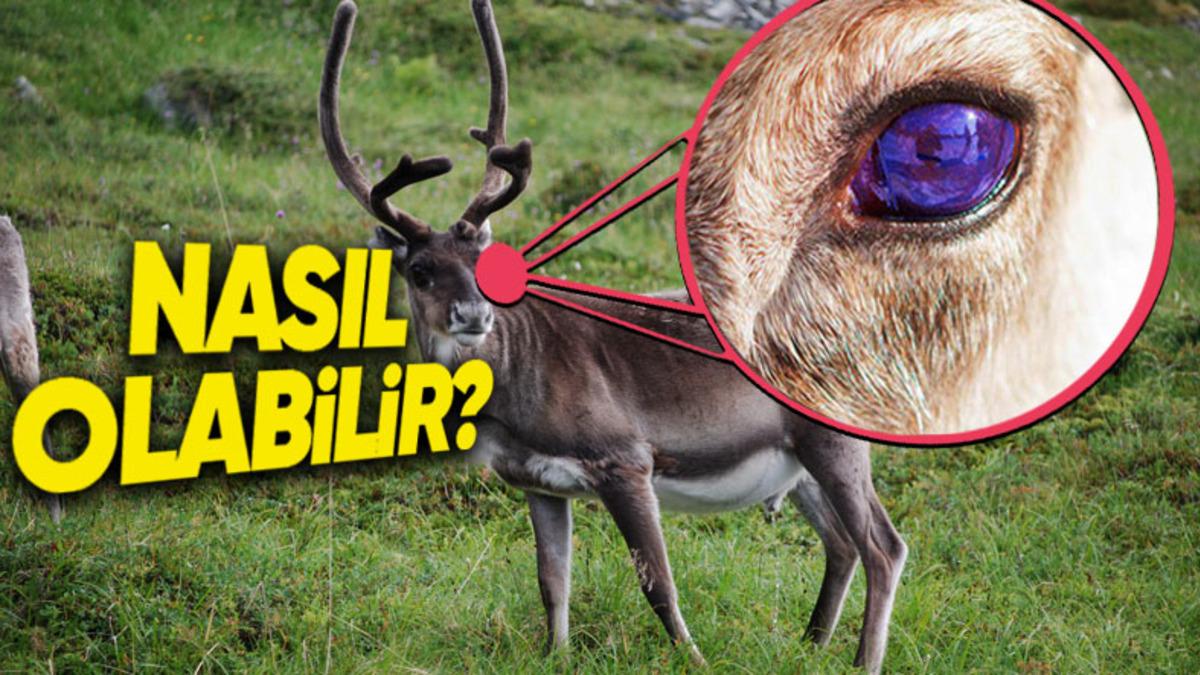 Ren Geyiklerinin Gözlerinin Morötesi Işığı Algılamasının Çok Şaşırtıcı Sebebi: Kışın Bu Yüzden Gözleri Maviye Dönüyor!
