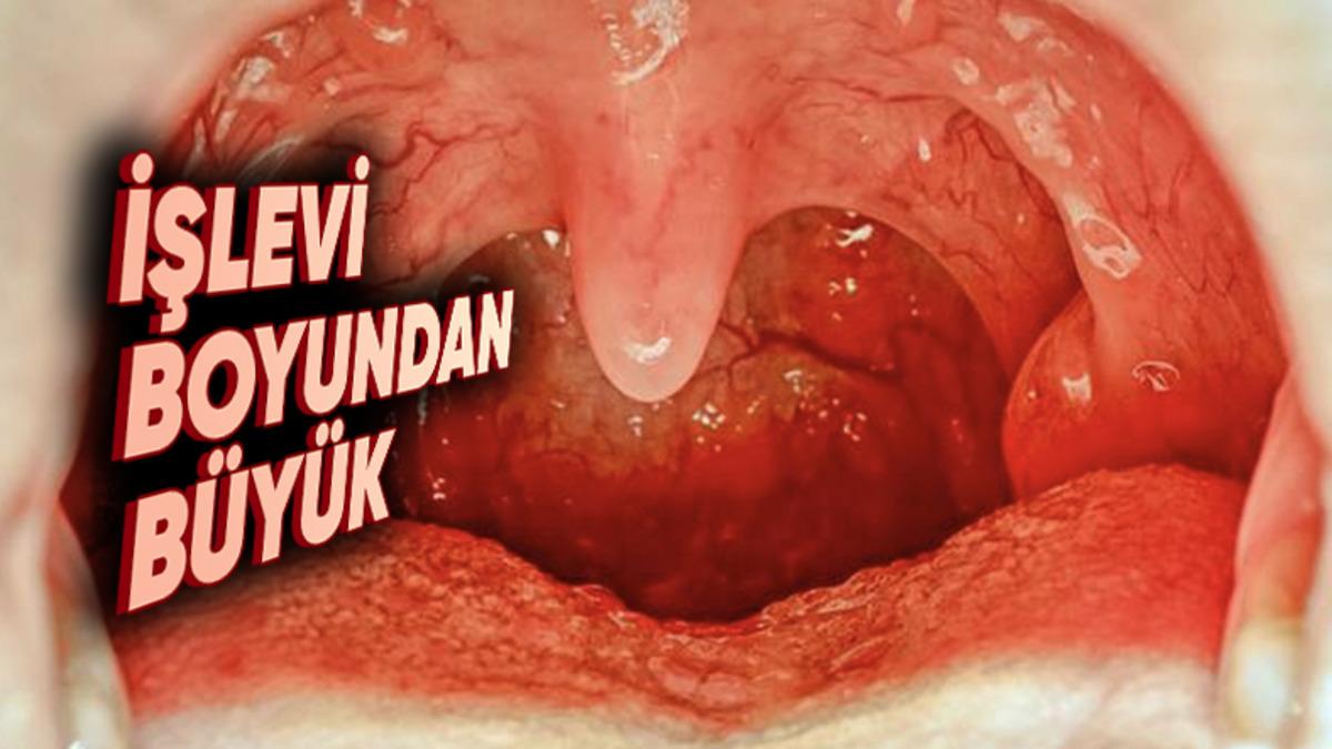 Ağız Boşluğumuzda Yer Alan ‘Küçük Dilimiz’ Tam Olarak Ne İşe Yarıyor, Olmasaydı Ne Olurdu?