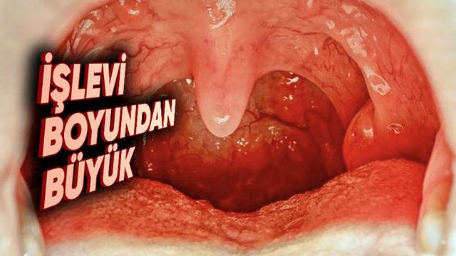 Ağız Boşluğumuzda Yer Alan ‘Küçük Dilimiz’ Tam Olarak Ne İşe Yarıyor, Olmasaydı Ne Olurdu?