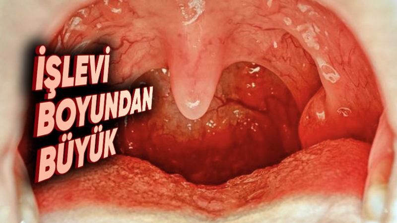 Ağız Boşluğumuzda Yer Alan ‘Küçük Dilimiz’ Tam Olarak Ne İşe Yarıyor, Olmasaydı Ne Olurdu?