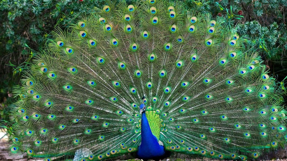 Tavus Kuşları Neden Kuyruklarını Açıp Gösteriş Yaparlar? Amaçları Sadece Kur Yapmak Değil!