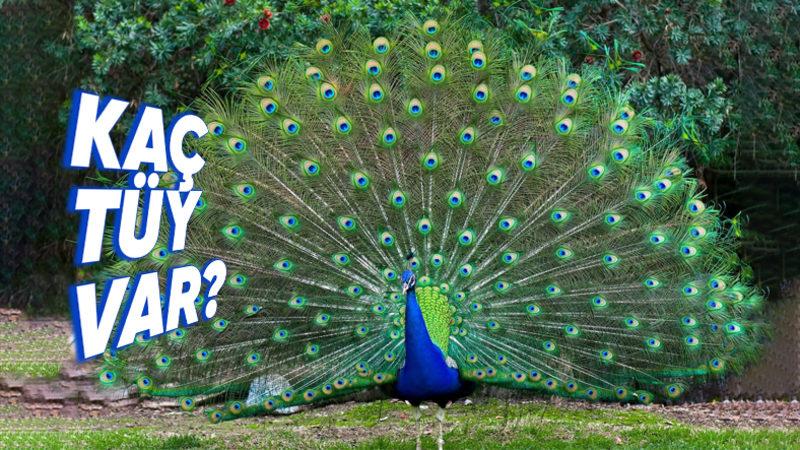 Tavus Kuşları Neden Kuyruklarını Açıp Gösteriş Yaparlar? Amaçları Sadece Kur Yapmak Değil!