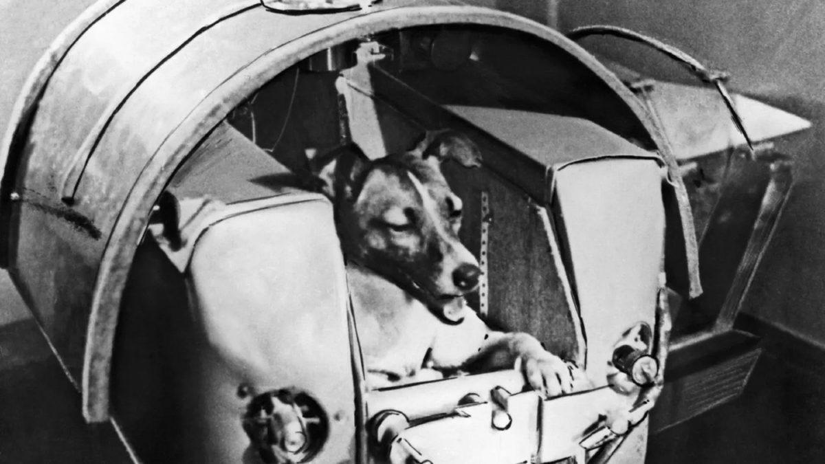 Uzaya Gönderilen İlk Canlı Hangisiydi? Hayır, Maymun veya Köpek Değil!