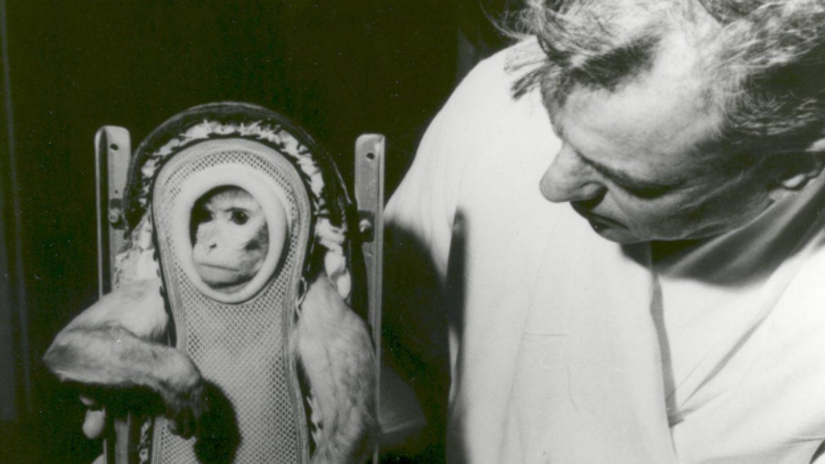 Uzaya Gönderilen İlk Canlı Hangisiydi? Hayır, Maymun veya Köpek Değil!