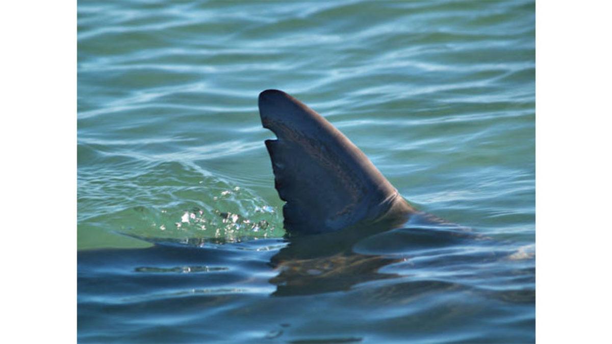 Köpek Balıklarını Neden Hep Yüzgeçleri Denizin Üstünde Yüzerken Görürüz?