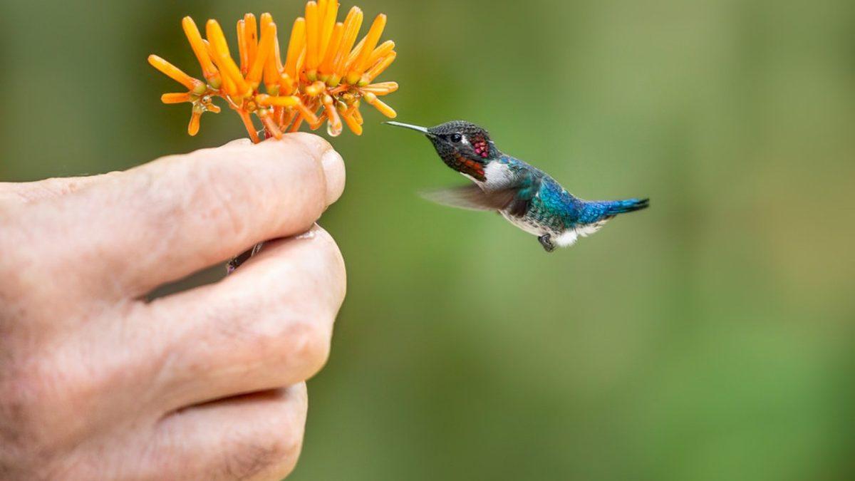 Dünyanın En Küçük Kuşu Hangisidir? Yalnızca 5,5 cm!